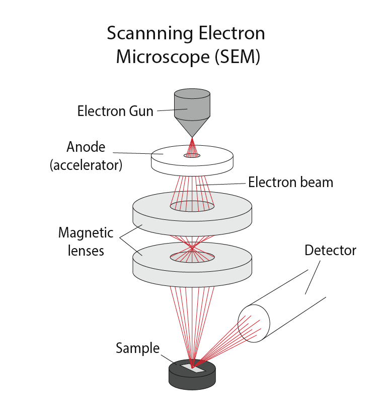 Scanning Electron Microscope Structure